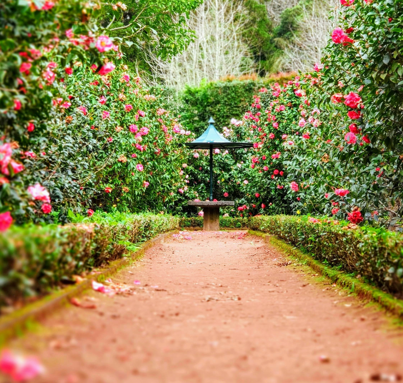 6 Plantes Incontournables pour Agrémenter Votre Jardin de Maison Hamo Sélestat